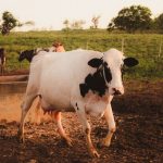 Rebanho de vacas Holandesas pastando em uma área rural ao entardecer.
