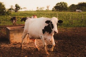 Rebanho de vacas Holandesas pastando em uma área rural ao entardecer.
