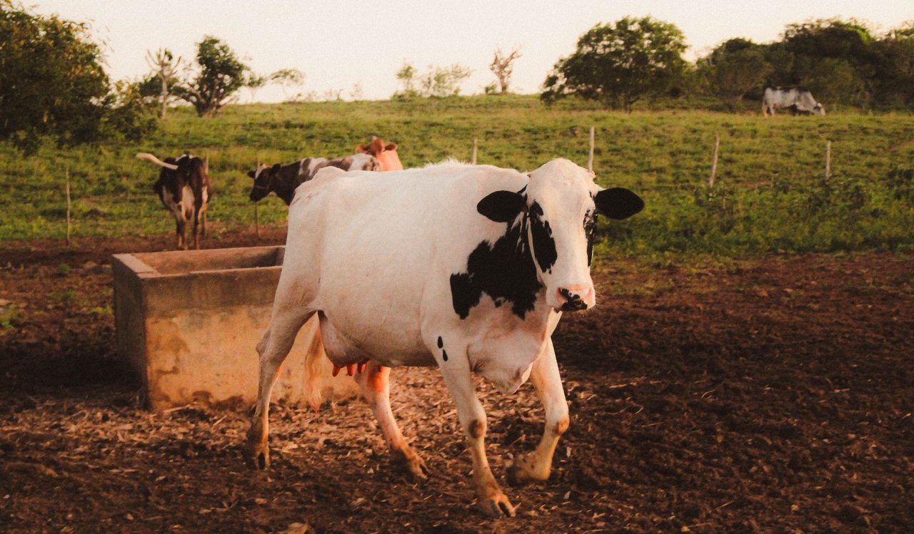 Rebanho de vacas Holandesas pastando em uma área rural ao entardecer.