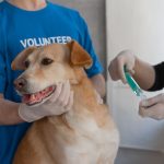 Veterinário aplica vacina em um cão segurado por um voluntário em uma clínica.