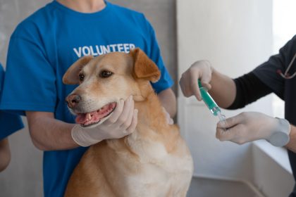 Veterinário aplica vacina em um cão segurado por um voluntário em uma clínica.