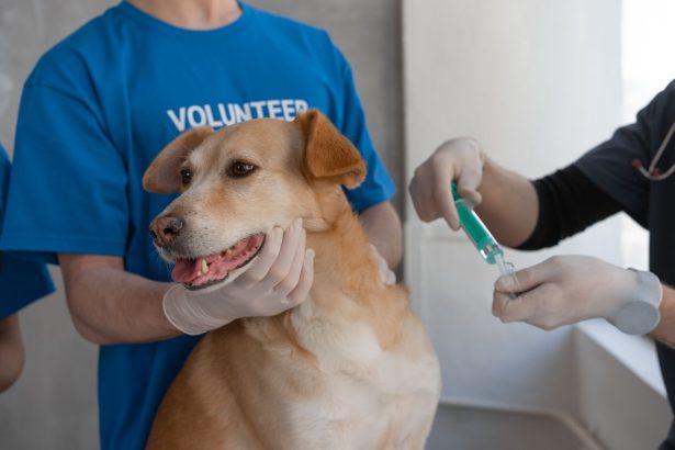 Veterinário aplica vacina em um cão segurado por um voluntário em uma clínica.